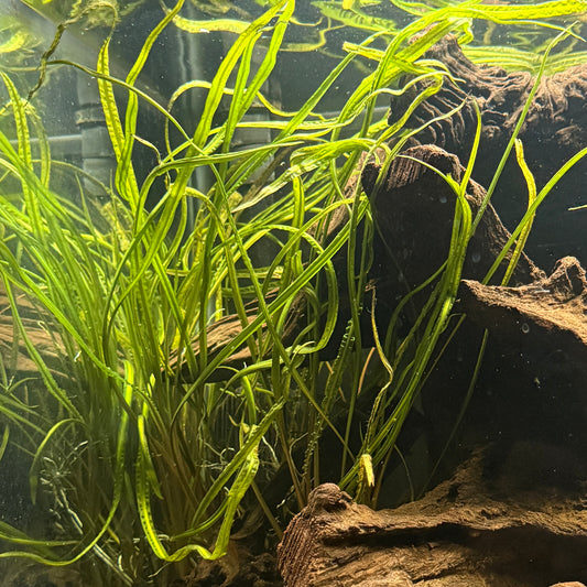 Cryptocoryne Retrospiralis XL