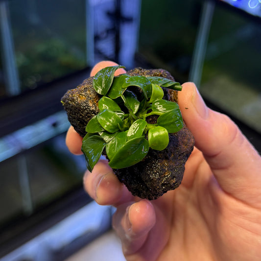 Anubias Nana Petite on Lava Rock