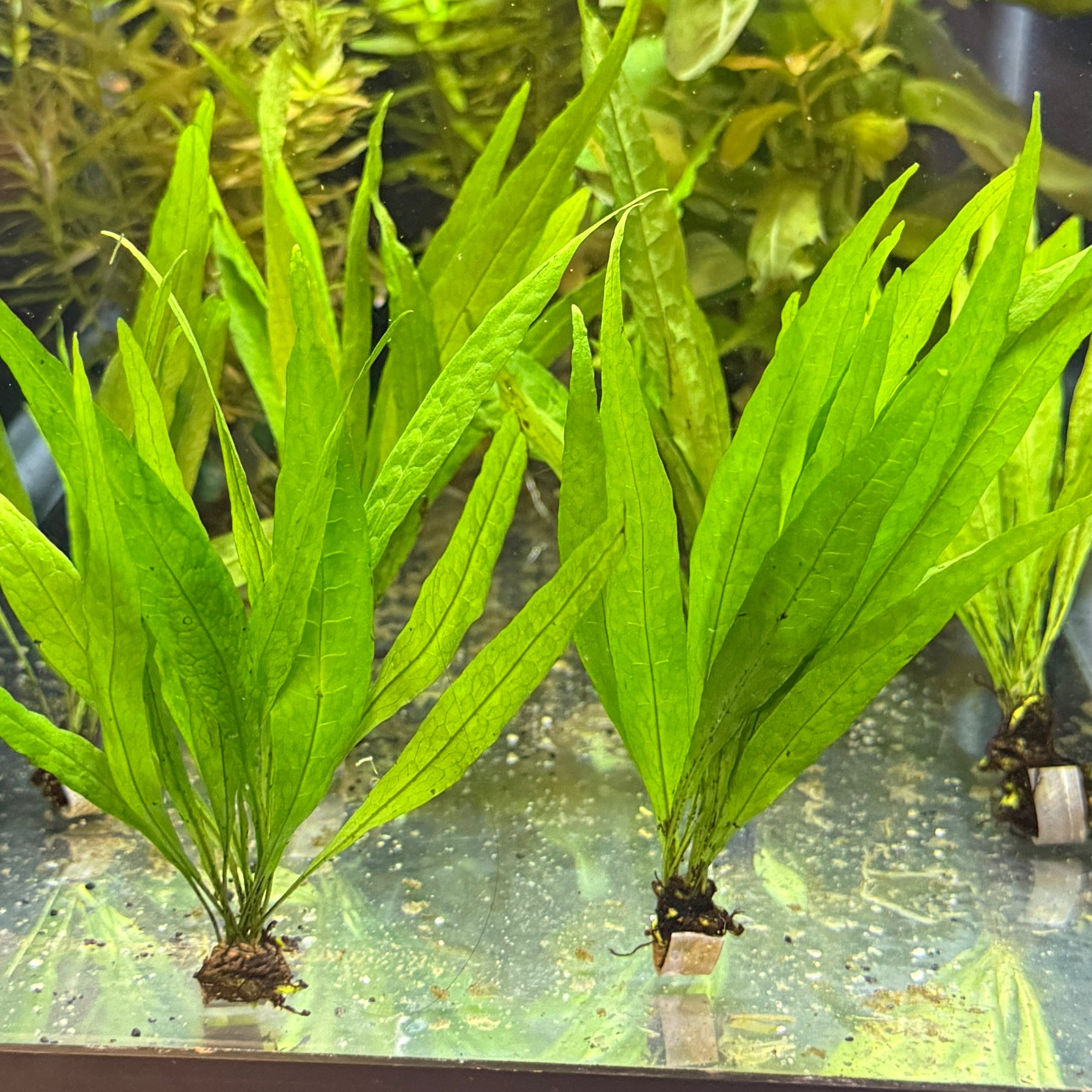 Narrow Leaf Java Fern – Daku Aquatics