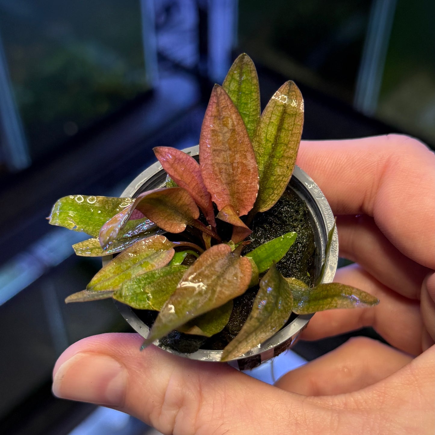 Cryptocoryne Pink Flamingo