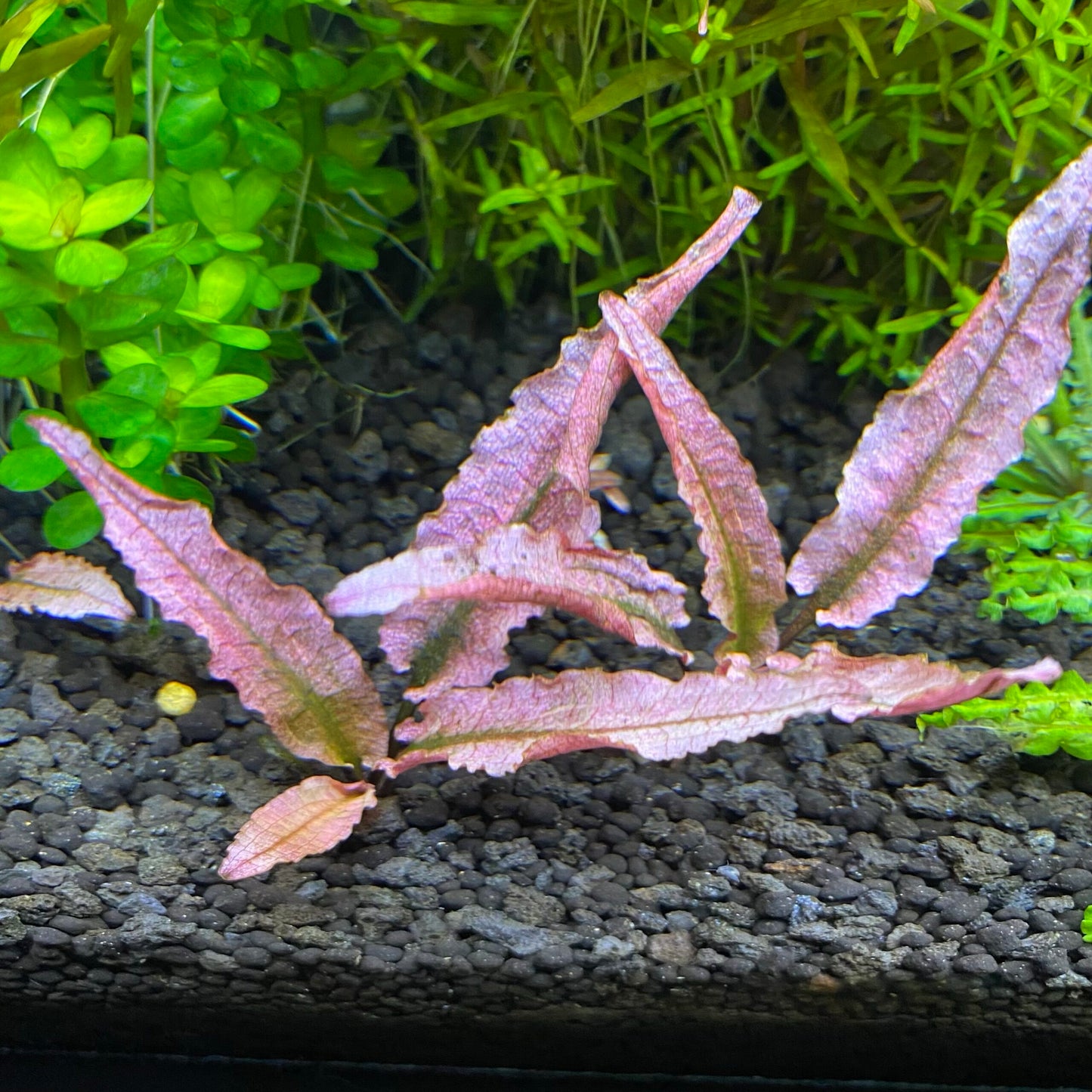 Cryptocoryne Pink Flamingo