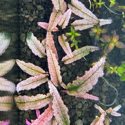 Cryptocoryne Pink Flamingo