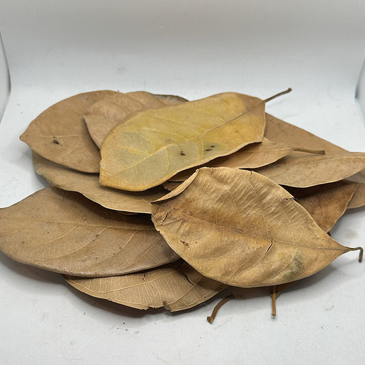 Jackfruit Leaves