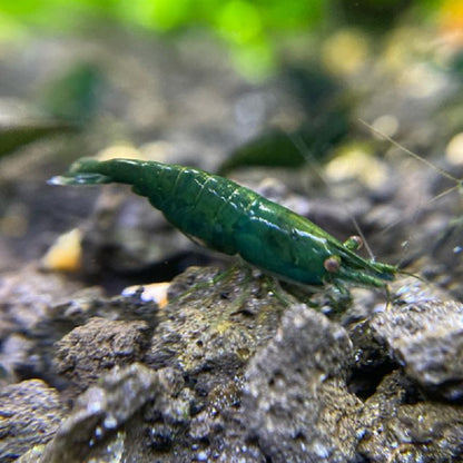 Green Jade Neocaridina Shrimp