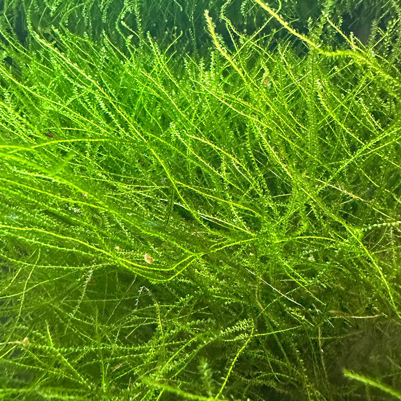 Java Moss