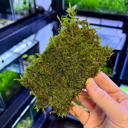 Java Moss Mat