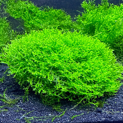 Coral Moss "Mini Pellia"