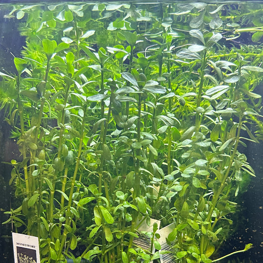 Moneywort 'Bacopa Monnieri'