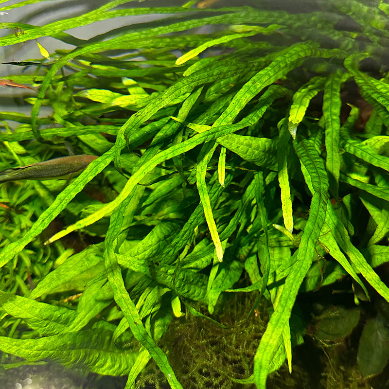Needle Leaf Java Fern
