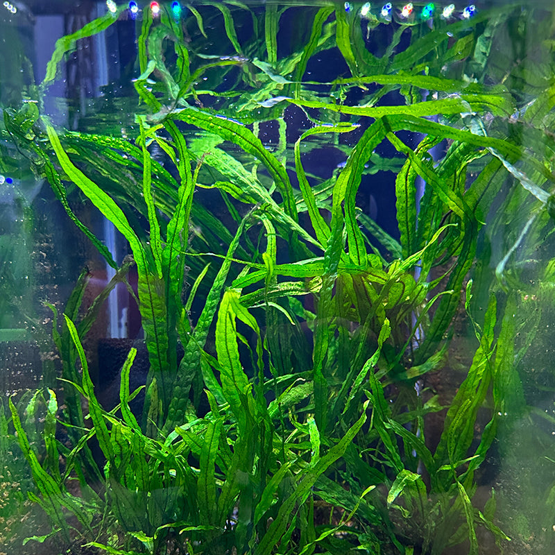 Aquatic Plants – Daku Aquatics