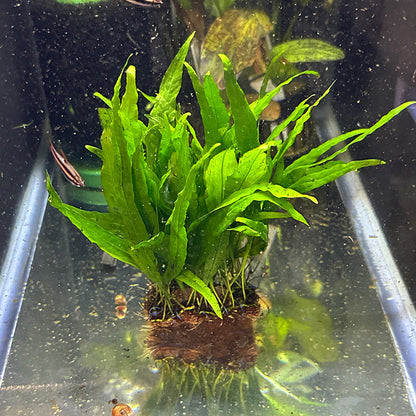 Narrow Leaf Java Fern Mat