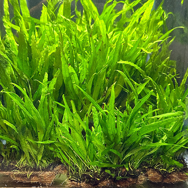 Narrow Leaf Java Fern Mat – Daku Aquatics