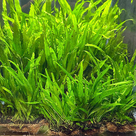 Narrow Leaf Java Fern Mat