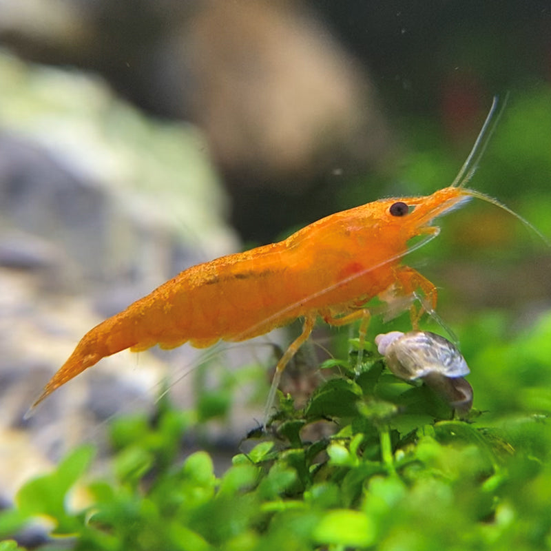Orange Neocaridina Shrimp