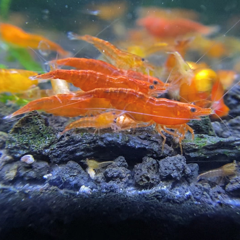 Orange Neocaridina Shrimp