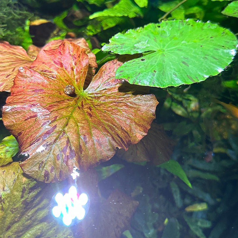 red tiger lily aquarium plant Red Tiger Lotus – Daku Aquatics