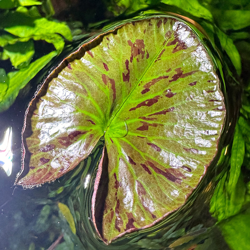 tiger lotus lily Red Tiger Lotus – Daku Aquatics
