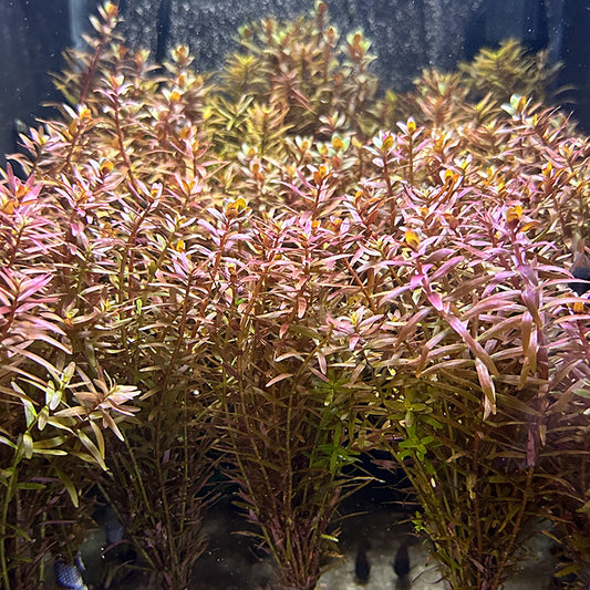 Rotala Rotundifolia 'H'ra'