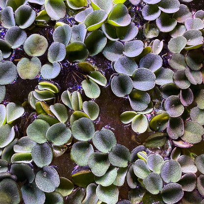 Salvinia Calcutta