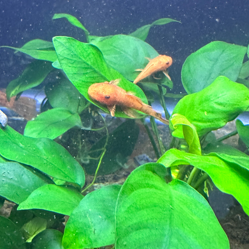 Bristlenose Pleco