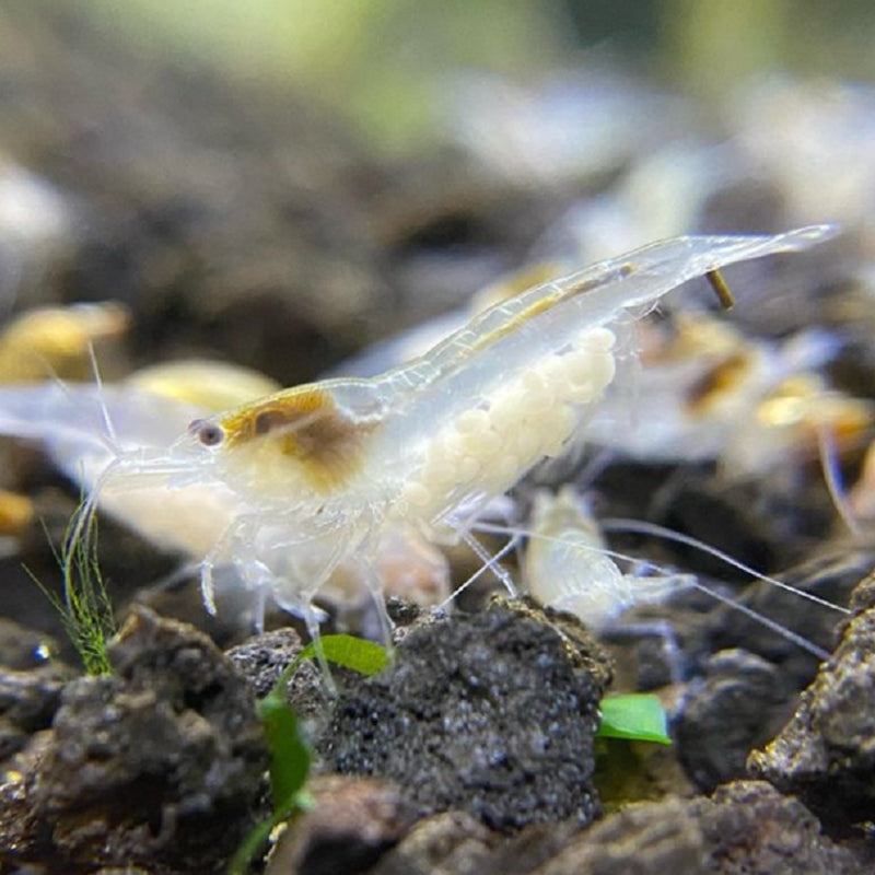 White Snowball Neocaridina Shrimp