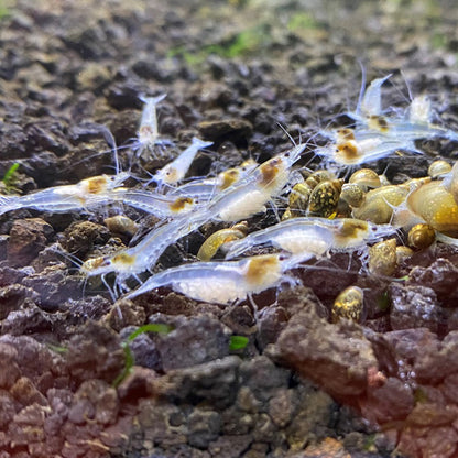 White Snowball Neocaridina Shrimp