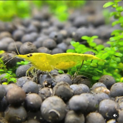 Yellow Goldenback Neocaridina Shrimp