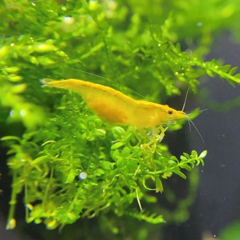 Yellow Goldenback Neocaridina Shrimp