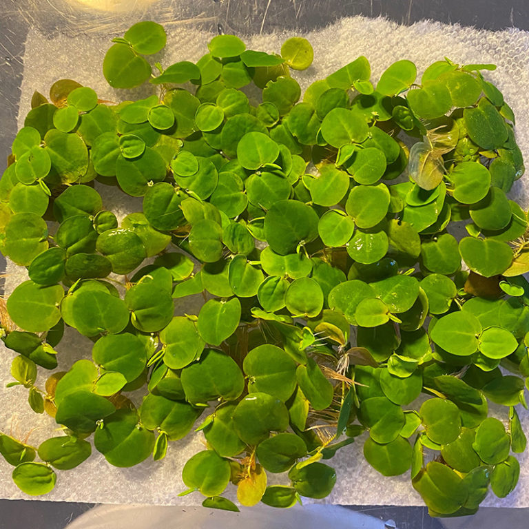 Red Root Floaters | Daku Aquatics