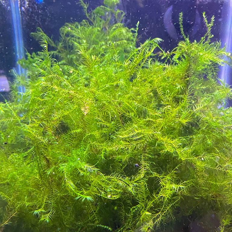 Fissidens Fontanus Moss | Daku Aquatics