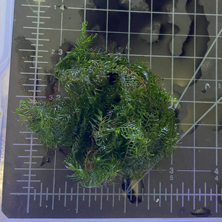 Fissidens Fontanus Moss | Daku Aquatics