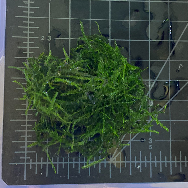 Java Moss | Daku Aquatics