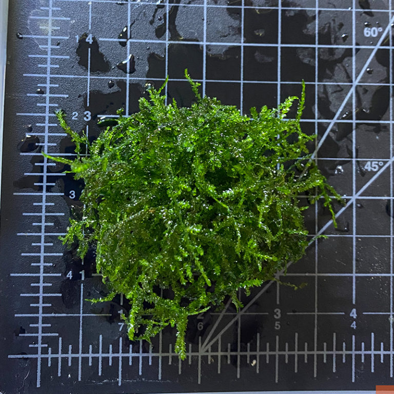 Weeping Moss | Daku Aquatics