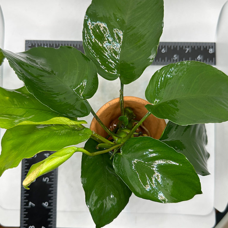 Anubias Barteri | Daku Aquatics