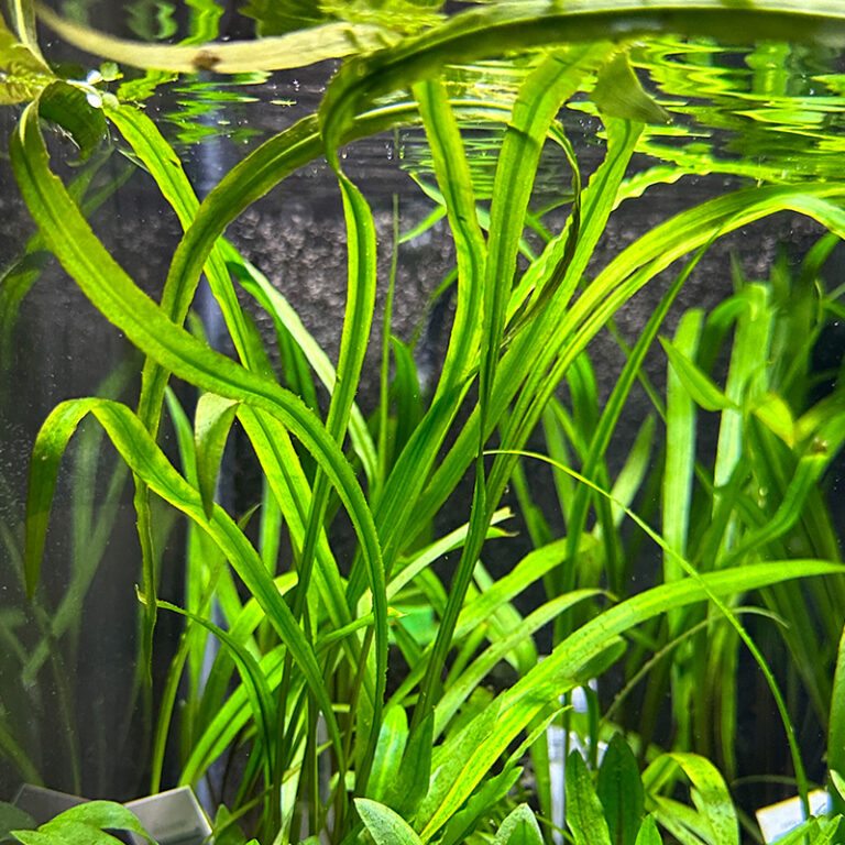 Cryptocoryne Spiralis | Daku Aquatics