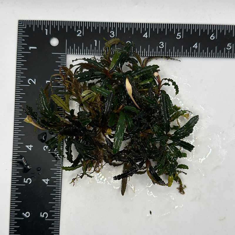 Kayu Lapis Mini Bucephalandra | Daku Aquatics