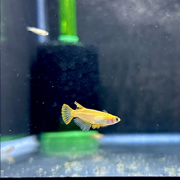 Gold Medaka Ricefish | Daku Aquatics