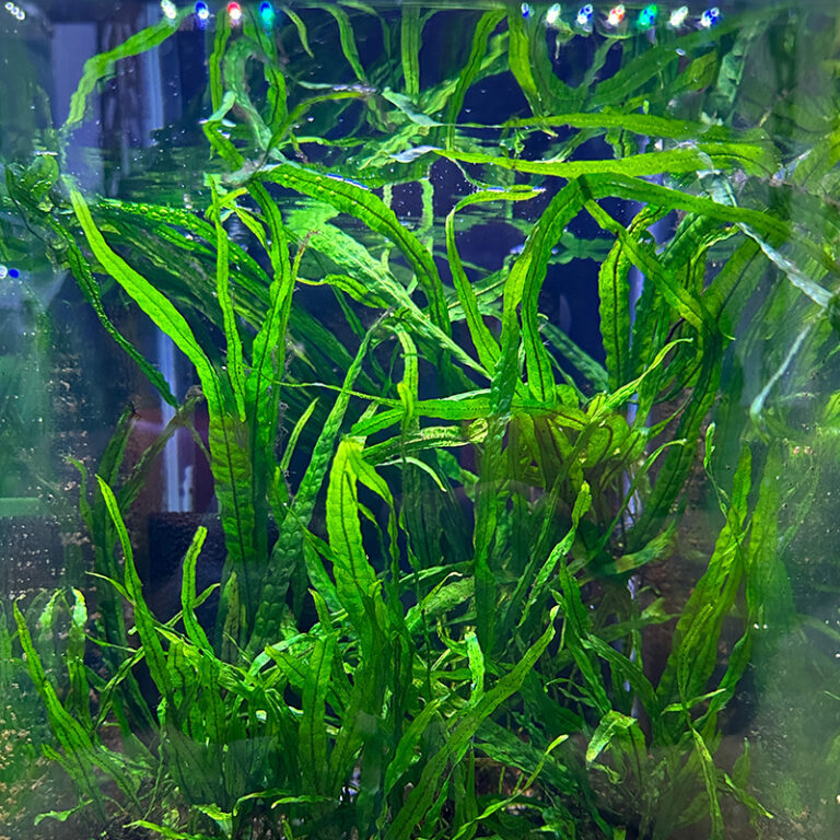 Needle Leaf Java Fern | Daku Aquatics